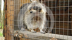 Raccoon in a zoo in Aviary