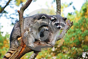 Raccoons.