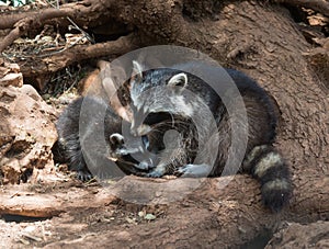 Raccoons, mother and cub, Zakinthos, Greece photo