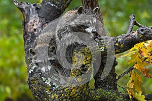 Raccoons Procyon lotor Climb About on Tree Autumn