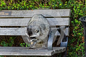 Raccoons Procyon lotor eating on a bench next to a garbage or trash in a can invading the city in Stanley Park, Vancouver