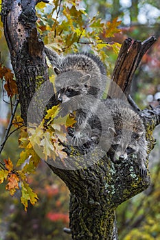 Raccoons Procyon lotor Hunched in Tree Autumn