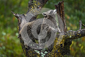 Raccoons Procyon lotor Investigate Tree in the Rain