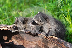 Raccoons Procyon lotor Look Left on Top of Log Edge Summer