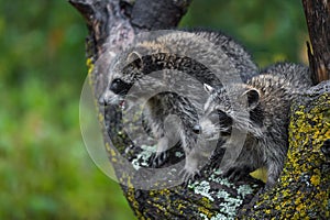 Raccoons Procyon lotor Look Left From Tree in Rain Autumn