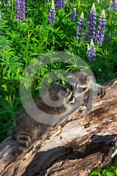 Raccoons Procyon lotor Meet Nose to Nose on Log Summer
