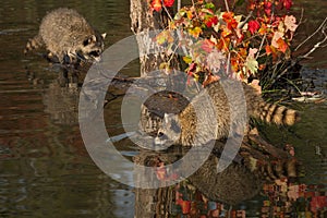 Raccoons Procyon lotor One Leans Out Over Water Autumn