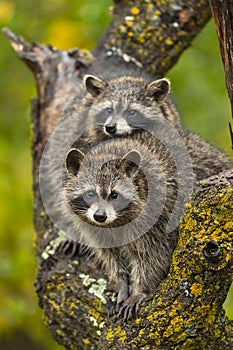 Raccoons Procyon lotor Sit Together in Tree Staring Out Autumn