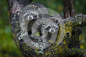 Raccoons Procyon lotor Stare Out From Tree Autumn photo