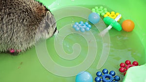Raccoons. Resort oval shaped relaxing swimming pool. High angle view of racoons