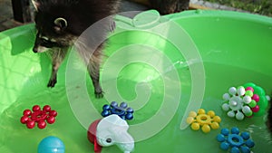 Raccoons. Resort oval shaped relaxing swimming pool. High angle view of racoons