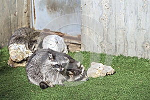 Raccoons resting in their little grass patch