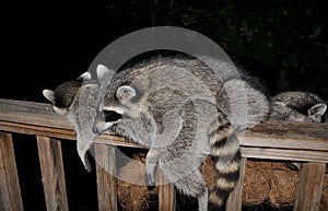 Raccoons sleeping on deck rail