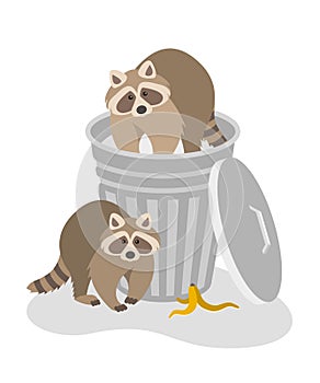 Raccoons steal garbage in street metal trash can