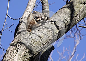 Raccoons in Tree