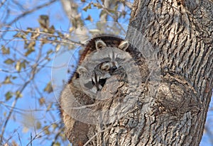 Raccoons in Tree in New York