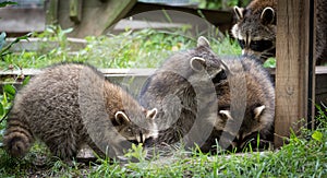 Limpieza de ositos de peluche ()  en bosque sobre el 