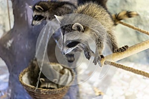 raccoons in the zoo close-up. family of cute raccoons are sitting on ropes and lying in a basket. furry predator with