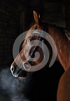 Race arabian horse portrait in dark winter paddock