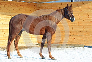 Race arabian horse portrait in winter paddock