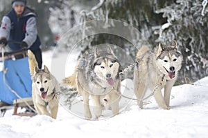 Race of draft dogs on snow.