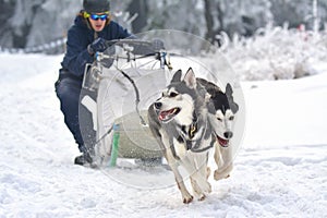 Race of draft dogs on snow.