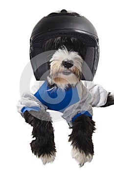 Race driver dog