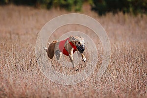 The Race of greyhound whippet. Field coursing competition