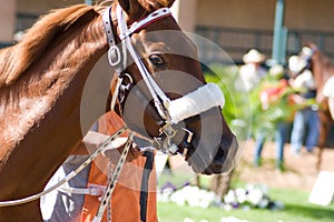 Race Horse photo