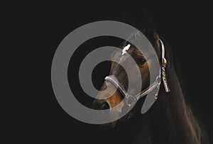 Race horse on black background, Lithuania