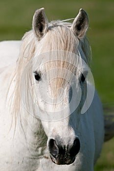 Race horse Camargue delta