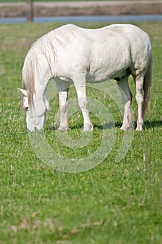 Race horse Camargue delta