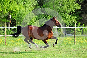 Race horse at farm paddock in summer