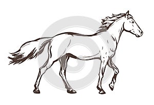 Race horse hand drawn sketch illustration