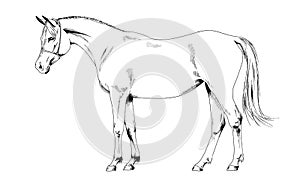 Race horse without a harness drawn in ink by hand