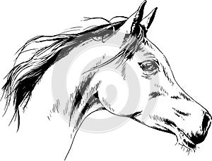 Race horse without a harness drawn in ink by hand on background