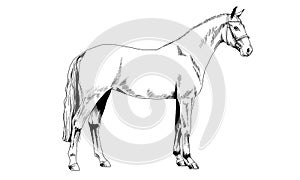 Race horse without a harness drawn in ink by hand on white background