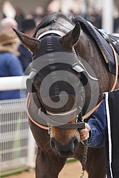 Race horse head with blinkers. Paddock area.