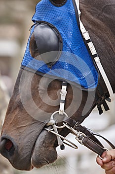 Race horse head with blinkers ready to run. Paddock area.