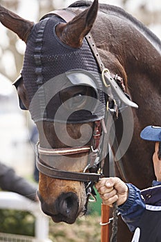 Race horse head with blinkers ready to run. Paddock area.