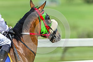 Race Horse Head Blinkers Track