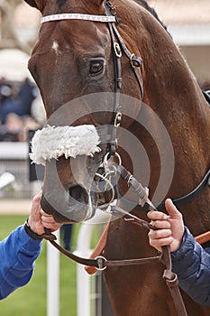 Race horse head ready to run. Paddock area.