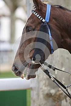 Race horse head ready to run. Paddock area.