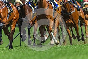 Race Horses Running Legs Hoofs Track Close Up photo