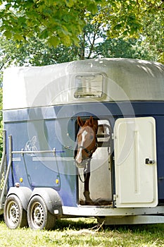 Race horse looking out of a horse trailer. It is open and parked.