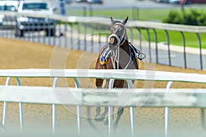 Race Horse No Jockey Runaway Track