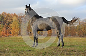 Race horse portrait on the autumn background