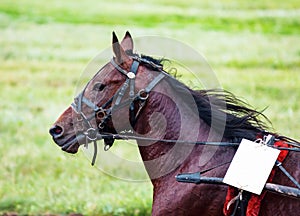 Race horse at the racetrack