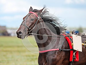 Race horse at the racetrack