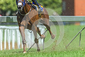 Race Horse Running Legs Hoofs Track Close Up photo